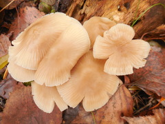 Crepidotus variabilis