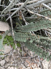 Astrolepis cochisensis