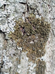 Melanohalea exasperatula