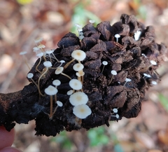 Strobilurus conigenoides