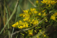 Calceolaria teucrioides