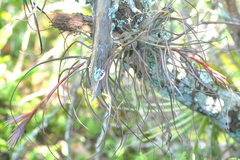 Tillandsia butzii
