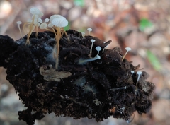 Strobilurus conigenoides