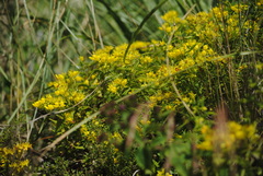 Calceolaria teucrioides