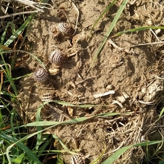Medicago orbicularis