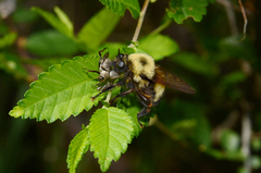 Laphria thoracica