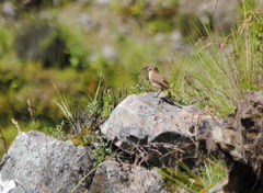 Upucerthia validirostris