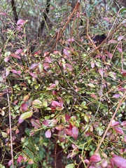 Vaccinium elliottii