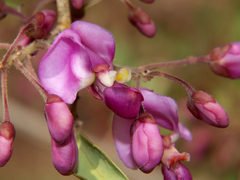 Securidaca longepedunculata