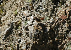 Ochetorhynchus ruficaudus