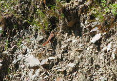 Ochetorhynchus ruficaudus