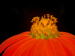 Tithonia rotundifolia