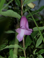Sesamum angolense