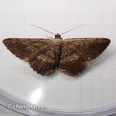 Ruttellerona pseudocessaria