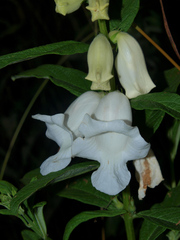 Sesamum angolense