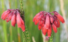 Erica cerinthoides
