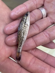 Micropterus punctulatus
