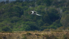 Sterna hirundinacea