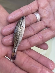 Micropterus punctulatus