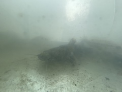 Pylodictis olivaris