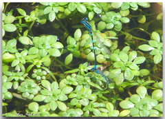 Coenagrion caerulescens