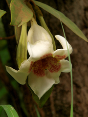 Rothmannia engleriana