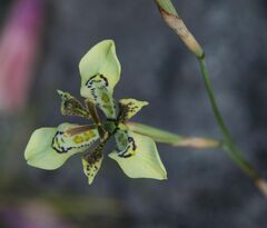 Moraea deltoidea