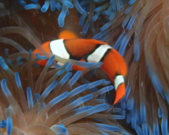 Amphiprion percula
