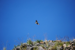 Cnemarchus rufipennis