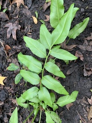 Acrostichum danaeifolium