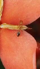 Trichomyrmex destructor