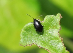 Phyllotreta cruciferae