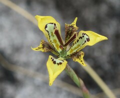 Moraea deltoidea