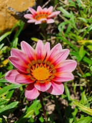 Gazania