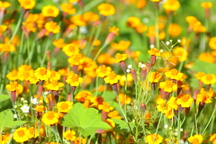 Tagetes tenuifolia