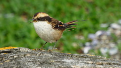 Aphrastura spinicauda