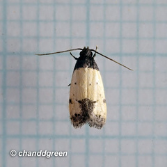 Tyrolimnas anthraconesa