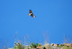 Cnemarchus rufipennis