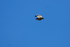 Cnemarchus rufipennis