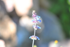 Salvia lasiocephala