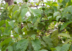 Salacia