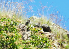 Cnemarchus rufipennis