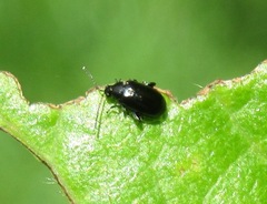 Phyllotreta cruciferae
