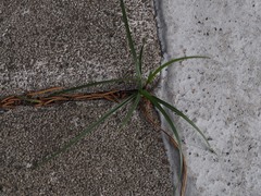 Cyperus rotundus