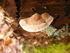 Trametes villosa
