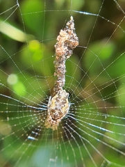 Cyclosa