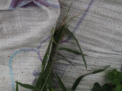 Urochloa subquadripara