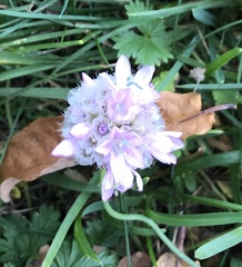 Armeria arenaria
