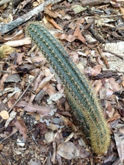 Acanthocereus oaxacensis