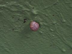 Bradybaena similaris